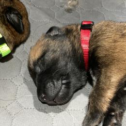 Belgian Malinois and German Shepherd Puppies from Madhouse’s Belgian Malinois and German Shepherds