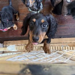 Dachshund Puppies from Birkin’ Paws