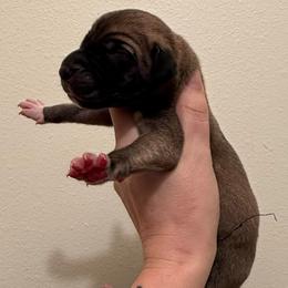 Buckskin - Fawn male Great Dane puppy in Jerusalem, Arkansas from Mara Danes