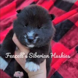Wicked - Agouti and white male Siberian Husky puppy in Richland, Mississippi from Feazell’s Siberian Huskies