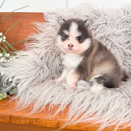 Bluebell - Blue female Pomsky puppy in La Verne, California from Red Cedar Pomskies