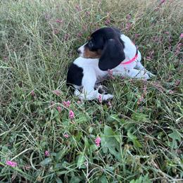 Hot pink collar, female - Piebald female Dachshund puppy in Brevard, North Carolina from Morgan’s Dachshund’s & Aussies