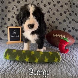 George - Black and white male Sheepadoodle puppy in Glen Rose, Texas from Clevenger’s Sheepadoodle Fur Baby Farm