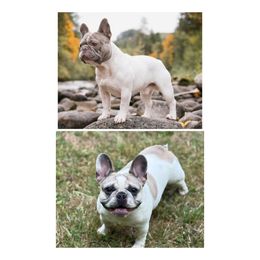 French Bulldog puppies from Kismet French Bulldogs