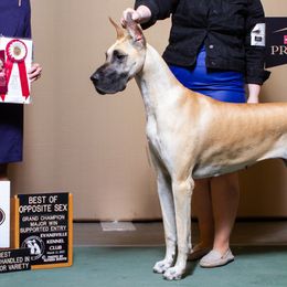 Great Danes from Strebor Great Danes