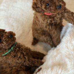 Poodle Puppies from Alina talmage cipu