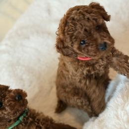 Poodle Puppies from Alina talmage cipu