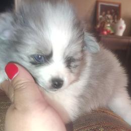 Gucci - Black parti male Pomeranian puppy in Illinois from Maribel Poms