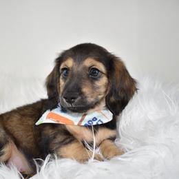 Black and cream sable - Sable male Dachshund puppy in Seminary, Mississippi from Down South Mavericks Dachshunds