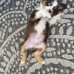 Miniature Australian Shepherd Puppies from Wild Outlaw Aussies