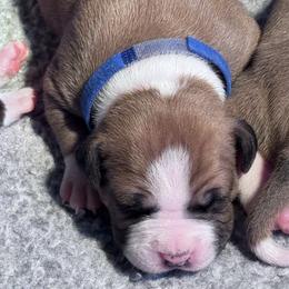 Navy blue collar - Red male American Staffordshire Terrier puppy in Cloverdale, Indiana from Woodshire American Staffordshire Terrier’s