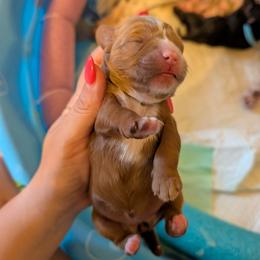 Darla - Red female Cavapoo puppy in Sunnyvale, Texas from Sunnytown Farm Cavapoos