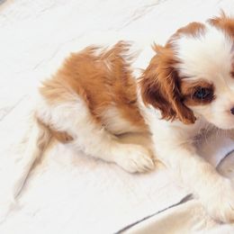 Cavalier King Charles Spaniel Puppies from Angels and Nobility Cavaliers