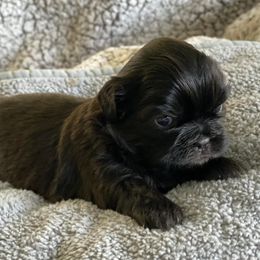 Shih Tzus from Amber's Shih Tzus