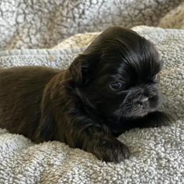 Shih Tzus from Amber's Shih Tzus