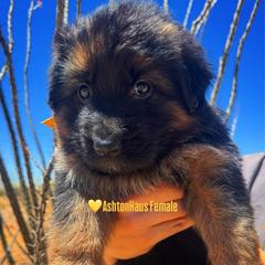 BB litter yellow collar - Black and red female German Shepherd puppy in Wickenburg, Arizona from Vom AshtonHaus German Shepherds