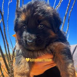 BB litter yellow collar - Black and red female German Shepherd puppy in Wickenburg, Arizona from Vom AshtonHaus German Shepherds