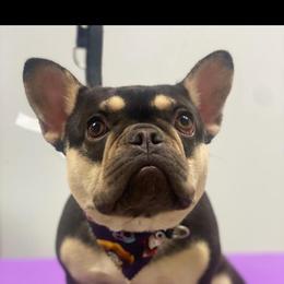 Coco - French Bulldog