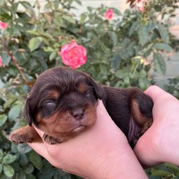 Benny - Chocolate male Cavalier King Charles Spaniel puppy in Caldwell, Idaho from Treasure Valley Poodles