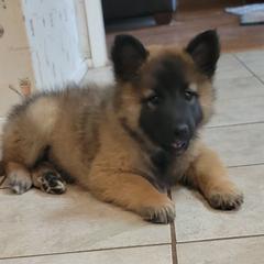 Boy 1 - Mahogany and black male Belgian Tervuren puppy in New Braunfels, Texas from Willow's Puppies