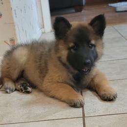 Boy 1 - Mahogany and black male Belgian Tervuren puppy in New Braunfels, Texas from Willow's Puppies