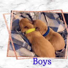 Golden Retriever Puppies from Sydney’s Goldens