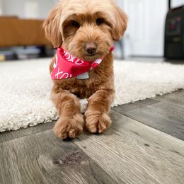 Sadie - Goldendoodle
