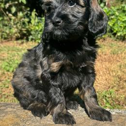 Roo - Sable female Goldendoodle puppy in Hendersonville, North Carolina from Kim's Cove