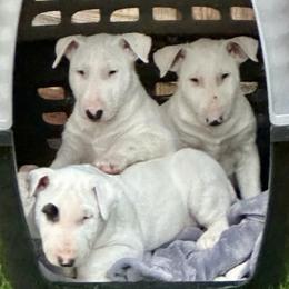 Bull Terrier Puppies from Action Bull Terriers