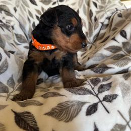 Orange - Black and tan male Airedale Terrier puppy in Anderson, California from Airedales of Myriad Ranch