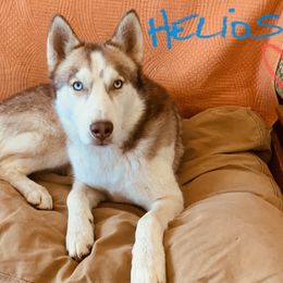 Helios - Siberian Husky puppy from Mahavidya Siberians