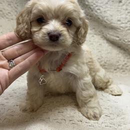 Cream no collar - Cream female Cockapoo puppy in Berea, Kentucky from Blair’s Furry Friends