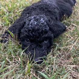 Aussiedoodle Puppies from The Klepper Homestead