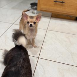 Larry 3.5lbs - Chocolate sabled fawn male Chihuahua puppy in Rahway, New Jersey from Cuties 4 You