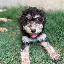 Orange collar - Tri-color male Bernedoodle puppy in Austin, Texas from Central Texas Doodles