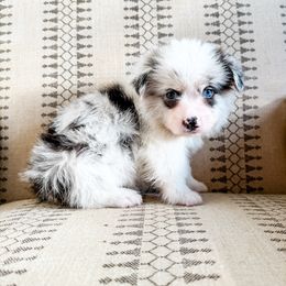 Muffin - Brindle merle and white female American Corgi puppy in Pahrump, Nevada from Desert Sunset Corgis