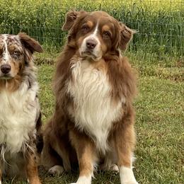 Australian Shepherds from Muckalee Lane Aussies