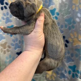 Yellow collar - Blue female Great Dane puppy in Tyler, Texas from Blessed By Danes