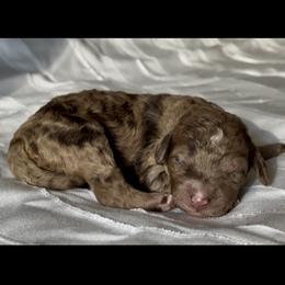 Noelle - Merle female Goldendoodle puppy in Sterling, Connecticut from Justine’s Retrievers and Doodles
