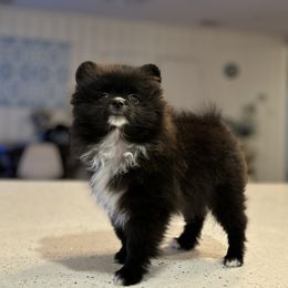Pomeranian Puppies from Premium Poms