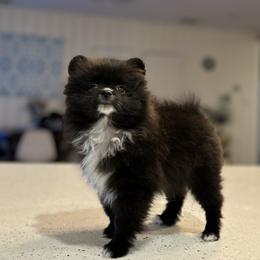 Pomeranian Puppies from Premium Poms
