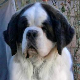 Saint Bernard puppies from Southern Giants