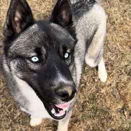 Siberian Huskies from Native Spirit Huskies