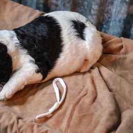 Poodle Puppies from BC’s Poodles on the Mountain