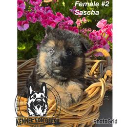 Sascha - Black and red female German Shepherd puppy in Hesperia, California from Von Geesa