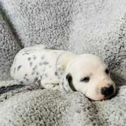 Girl 4 - White and black female Dalmatian puppy in Westhoff, Texas from Smart Dalmatians
