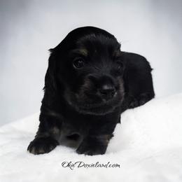 Tripp - Black and cream male Dachshund puppy in Oklahoma City, Oklahoma from OkieDoxieland Dachshunds