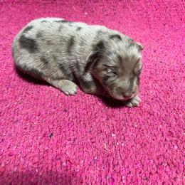 Sienna - Red merle female Australian Shepherd puppy in Whitwell, Tennessee from Owl Hollow Farm