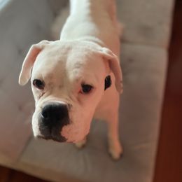 Candy - Boxer