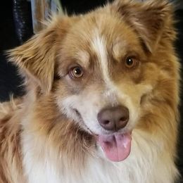 Aussiedoodle All Grown Up from Silver Creek Aussiedoodles